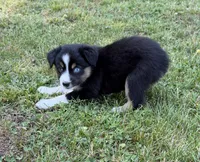 Tinker bell, a female Australian Shepherd for sale in Warrenton, NC – 3 of 10