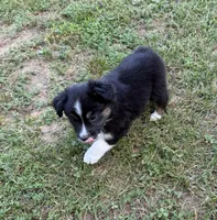 Melina, a female Australian Shepherd for sale in Warrenton, NC – 2 of 10