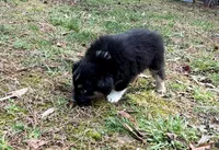 Bruno, a male Australian Shepherd for sale in Warrenton, NC – Photo 7 of 9
