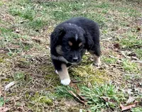 Bruno, a male Australian Shepherd for sale in Warrenton, NC – Photo 3 of 9