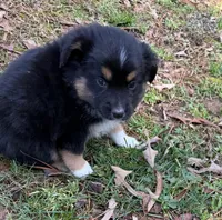 Bruno, a male Australian Shepherd for sale in Warrenton, NC – Photo 6 of 9