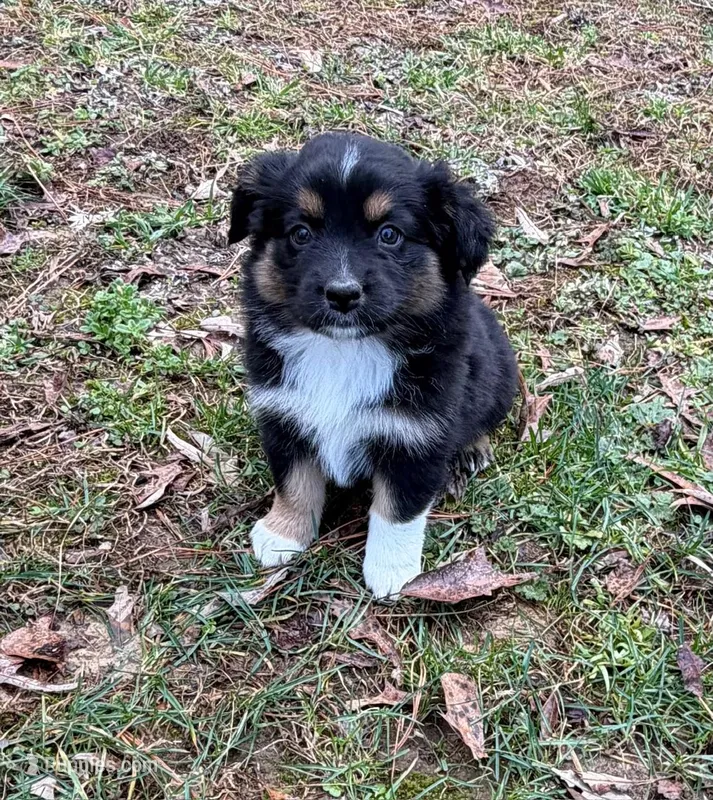 Bruno, a male Australian Shepherd for sale in Warrenton, NC – Photo 1 of 9