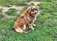 Bruno, a male Australian Shepherd for sale in Warrenton, NC – Photo 8 of 9