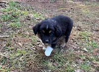 Bruno, a male Australian Shepherd for sale in Warrenton, NC – Photo 4 of 9