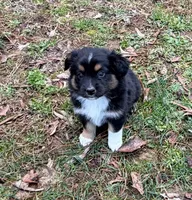 Bruno, a male Australian Shepherd for sale in Warrenton, NC – Photo 2 of 9