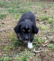 Bruno, a male Australian Shepherd for sale in Warrenton, NC – Photo 5 of 9