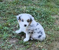 Prince, a male Miniature Australian Shepherd for sale in Warrenton, NC – 2 of 9