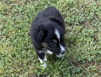 Melina, a female Australian Shepherd for sale in Warrenton, NC – 5 of 10