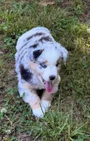 Princess, a female Miniature Australian Shepherd for sale in Warrenton, NC – 3 of 9