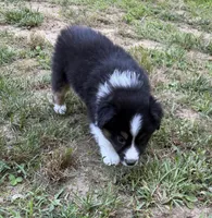 Mr. Fluffy, a male Australian Shepherd for sale in Warrenton, NC – 7 of 9