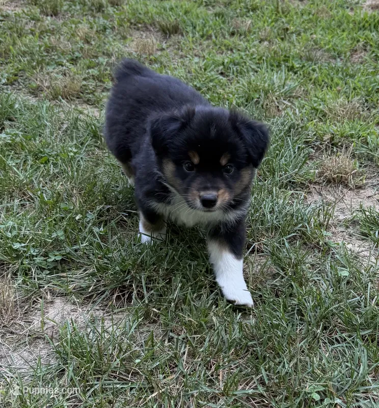 Bruno – Australian Shepherd puppy for sale in Warrenton, NC
