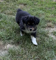 Bruno, a male Australian Shepherd for sale in Warrenton, NC – 1 of 10