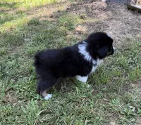 Mr. Fluffy, a male Australian Shepherd for sale in Warrenton, NC – 9 of 9