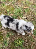 Princess, a female Australian Shepherd for sale in Warrenton, NC – Photo 7 of 10