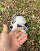 Princess, a female Australian Shepherd for sale in Warrenton, NC – Photo 2 of 10