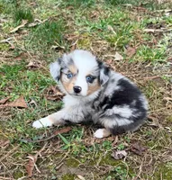Princess, a female Australian Shepherd for sale in Warrenton, NC – Photo 1 of 10