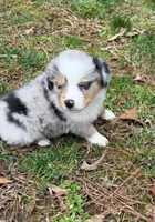 Princess, a female Australian Shepherd for sale in Warrenton, NC – Photo 5 of 10