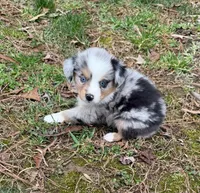 Princess, a female Australian Shepherd for sale in Warrenton, NC – Photo 8 of 10