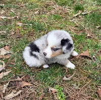 Princess, a female Australian Shepherd for sale in Warrenton, NC – Photo 4 of 10
