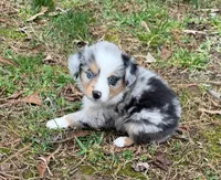 Princess, a female Australian Shepherd for sale in Warrenton, NC – Photo 6 of 10