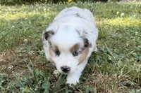 Prince, a male Miniature Australian Shepherd for sale in Warrenton, NC – 4 of 9