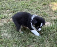 Mr. Fluffy, a male Australian Shepherd for sale in Warrenton, NC – 6 of 9