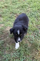 Melina, a female Australian Shepherd for sale in Warrenton, NC – 4 of 10