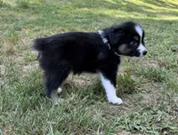 Junior, a male Australian Shepherd for sale in Warrenton, NC – 7 of 8