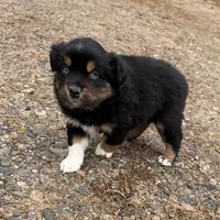 Sugar, a female Australian Shepherd for sale in Warrenton, NC – Photo 6 of 10
