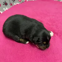 Sugar, a female Australian Shepherd for sale in Warrenton, NC – Photo 4 of 5