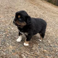 Sugar, a female Australian Shepherd for sale in Warrenton, NC – Photo 7 of 10