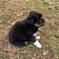 Sugar, a female Australian Shepherd for sale in Warrenton, NC – Photo 2 of 10