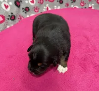 Sugar, a female Australian Shepherd for sale in Warrenton, NC – Photo 5 of 5