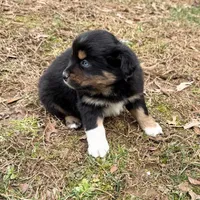 Sugar, a female Australian Shepherd for sale in Warrenton, NC – Photo 3 of 10