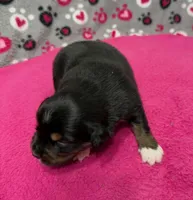 Sugar, a female Australian Shepherd for sale in Warrenton, NC – Photo 2 of 5
