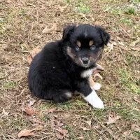 Sugar, a female Australian Shepherd for sale in Warrenton, NC – Photo 1 of 10