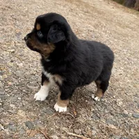 Sugar, a female Australian Shepherd for sale in Warrenton, NC – Photo 8 of 10