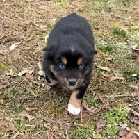 Sugar, a female Australian Shepherd for sale in Warrenton, NC – Photo 5 of 10