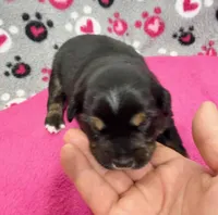 Sugar, a female Australian Shepherd for sale in Warrenton, NC – Photo 3 of 5