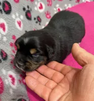 Sugar, a female Australian Shepherd for sale in Warrenton, NC – Photo 1 of 5