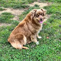Sugar, a female Australian Shepherd for sale in Warrenton, NC – Photo 9 of 10