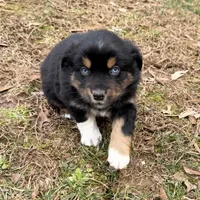 Sugar, a female Australian Shepherd for sale in Warrenton, NC – Photo 4 of 10