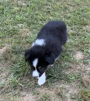Mr. Fluffy, a male Australian Shepherd for sale in Warrenton, NC – 5 of 9