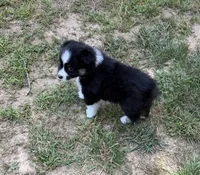 Jason, a male Australian Shepherd for sale in Warrenton, NC – 3 of 10