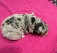 Tinker Belle, a female Miniature Australian Shepherd for sale in Warrenton, NC – Photo 5 of 7