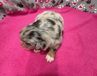 Tinker Belle, a female Miniature Australian Shepherd for sale in Warrenton, NC – Photo 3 of 7