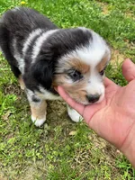 Junior, a male Miniature Australian Shepherd for sale in Warrenton, NC – Photo 8 of 9