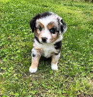 Junior, a male Miniature Australian Shepherd for sale in Warrenton, NC – Photo 1 of 9