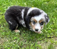 Junior, a male Miniature Australian Shepherd for sale in Warrenton, NC – Photo 2 of 9