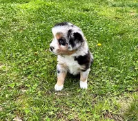 Junior, a male Miniature Australian Shepherd for sale in Warrenton, NC – Photo 3 of 9